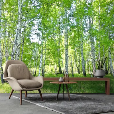 Fototapete Wald Sonne Grün 3D Bäume Birken Wohnzimmer VLIES TAPETE + KLEISTER