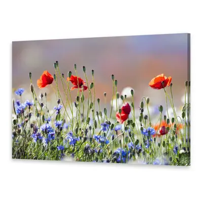 Leinwand-Bilder Wandbild Druck auf Canvas Kunstdruck Mohn- und Kornblumen