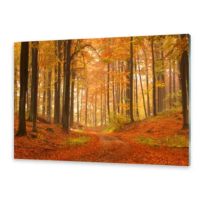 Glasbilder Wandbild Druck auf Glas Herbstwald
