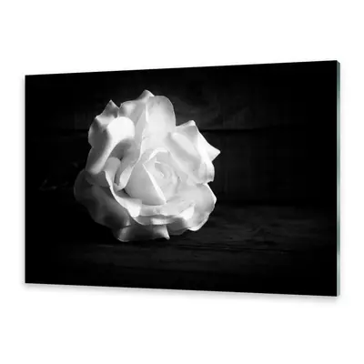 Acrylglasbilder Wandbild aus Plexiglas® Bild Weiße Rose