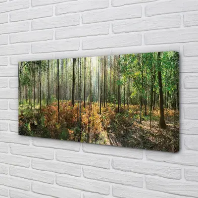 Tulup Leinwandbild 140x70 Wandkunst Wald Birke