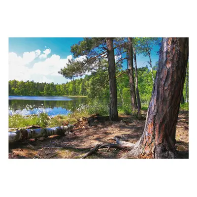 Wandtapete aus Vlies für Wände Wohnzimmer Schlafzimmer Waldlandschaft Grün