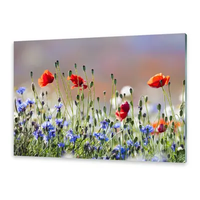 Glasbilder Wandbild Druck auf Glas Mohn- und Kornblumen