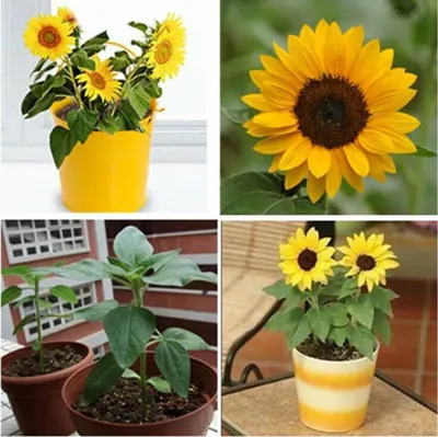 20 Stück Mini Zwerg gelbe Sonnenblume Blumensamen Haus Garten Büro Deko Pflanze