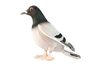 Taube 6299 Plüschtier Kuscheltier Vogel von Hansa Creation verkauft von